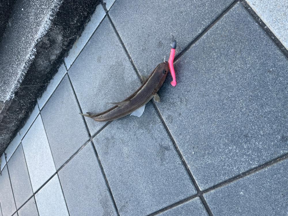 久しぶりのマリーナシティ