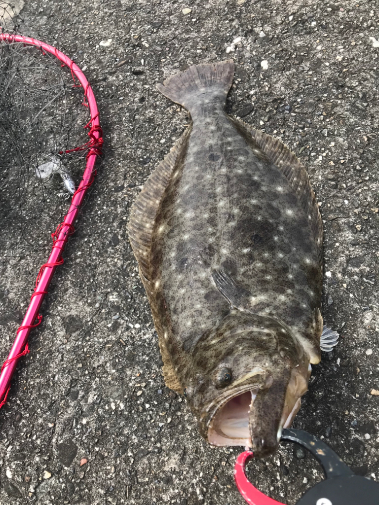 キス釣りの前にちょこっと