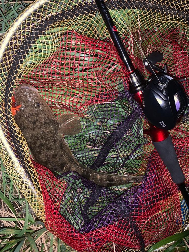 富山チニング調査