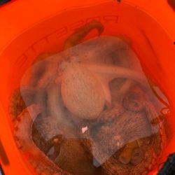 タコ爆釣するかと思いきや、、