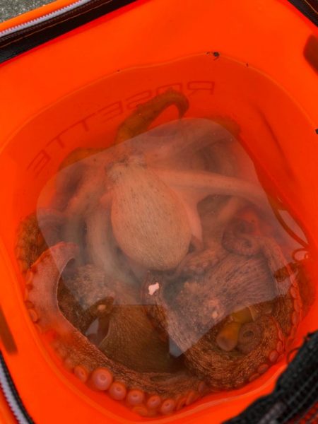 タコ爆釣するかと思いきや、、