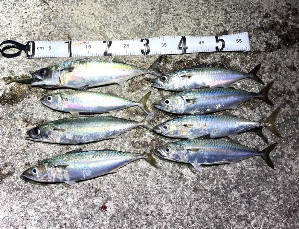 8割位の方がボウズでした💦