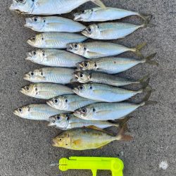 アジ釣り in 香住