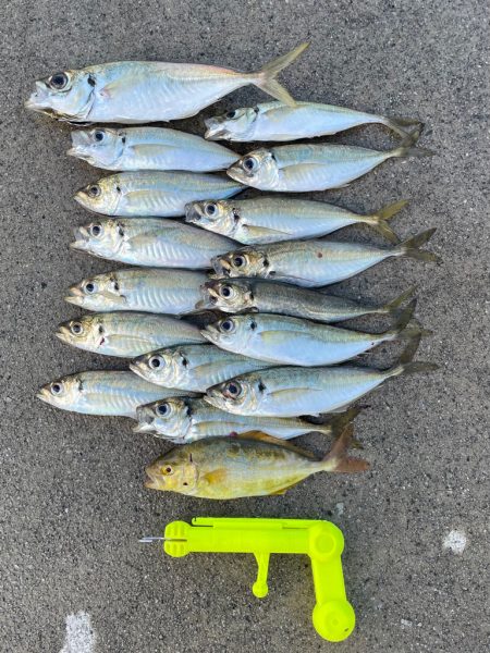 アジ釣り in 香住