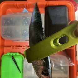 メバリング、アジング