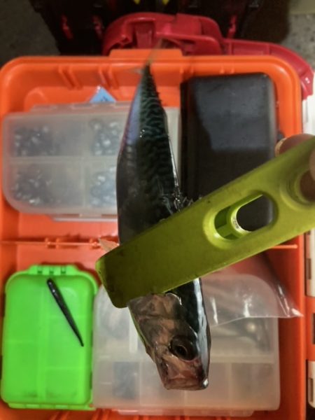 メバリング、アジング