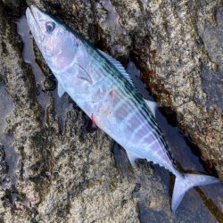 ハガツオ、カンパチ釣果