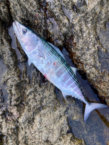 ハガツオ、カンパチ釣果