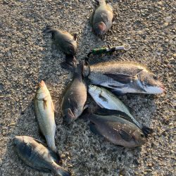 エビ撒き釣りでグレ&チヌ