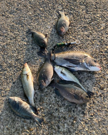 エビ撒き釣りでグレ&チヌ