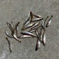 ちょい投げキス釣り