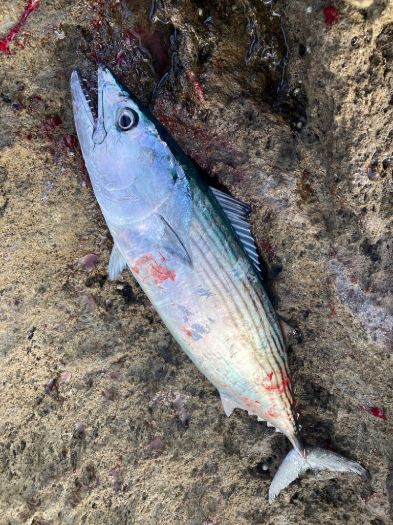 ネリゴ、ハガツオゲット