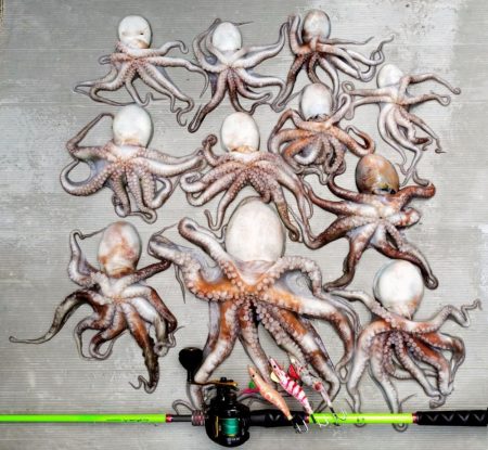 伊勢湾沖タコ釣り開幕！