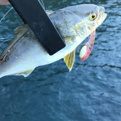 有田での意外なシオ釣り日