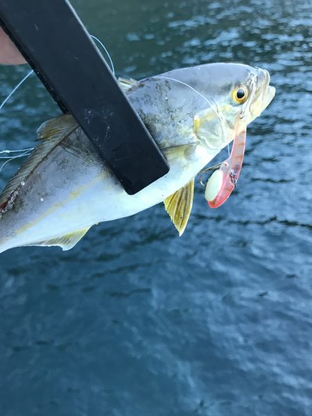 有田での意外なシオ釣り日