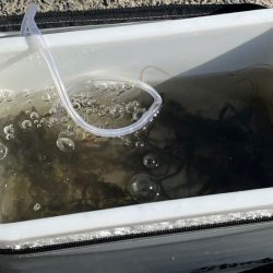 手長エビ釣り|居場所見つけたら大連チャン