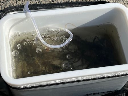 手長エビ釣り|居場所見つけたら大連チャン