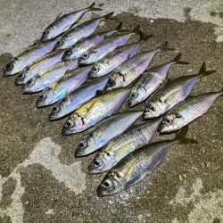 姫路離島のアジング｜渋くなってきた・・・ケンサキイカはまだ早い！