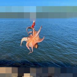 姫路タコ釣り|全く釣れる気がしませんでしたが連チャン!