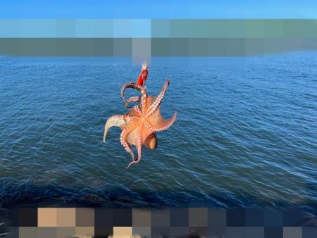 姫路タコ釣り｜全く釣れる気がしませんでした…