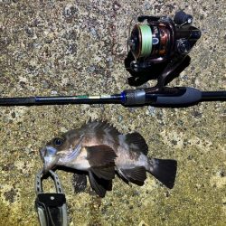 梅雨メバル終盤｜激渋で終了の兆し