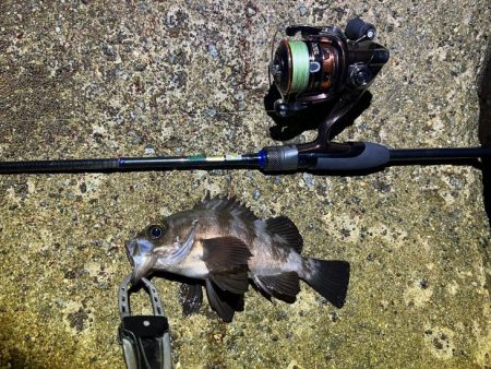 梅雨メバル終盤｜激渋で終了の兆し