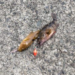 カワハギ狙うが、ちびアコウの猛攻