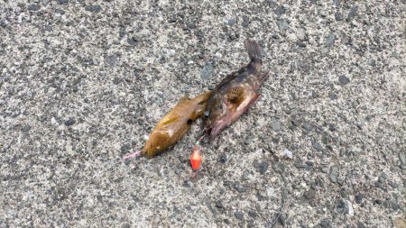 カワハギ狙うが、ちびアコウの猛攻