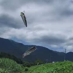 小鮎釣りの川、知内川で鮎イング