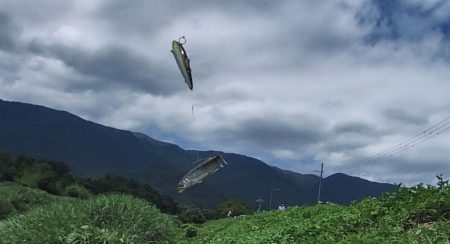 小鮎釣りの川、知内川で鮎イング