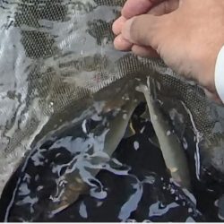 石田川で鮎イングから友釣へ