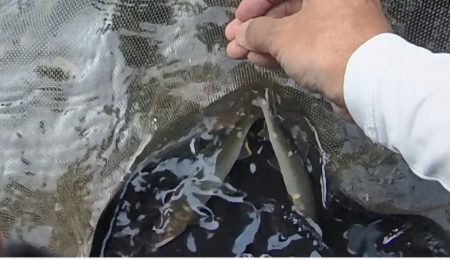 石田川で鮎イングから友釣へ