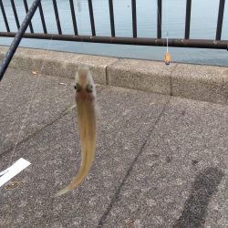 ちょい投げシロギス