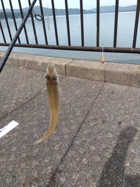 ちょい投げシロギス