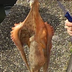 オクトパッシング