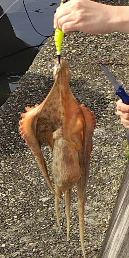 オクトパッシング