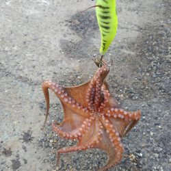 オクトパッシング