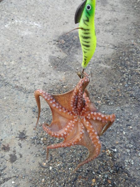 オクトパッシング