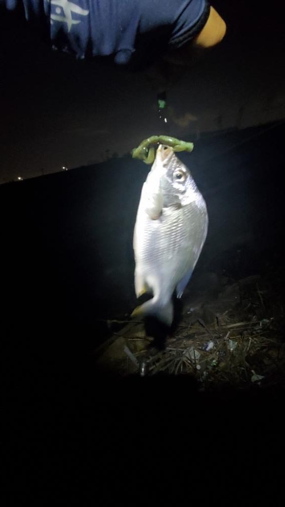 ちょっと渋くなってきたチニング