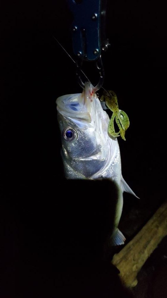 外道のシーバスだと
