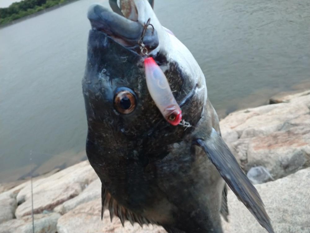 短時間チヌトップ