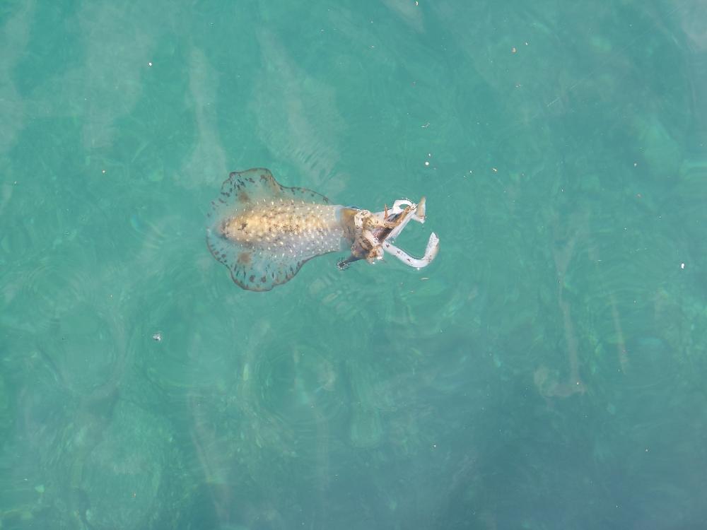 快晴エギングIN対馬