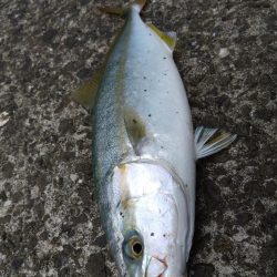 連日のハガツオ釣行