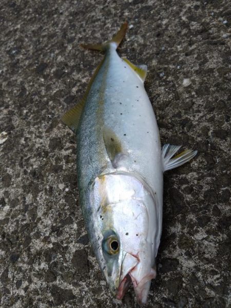 連日のハガツオ釣行