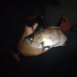 助松埠頭アジング