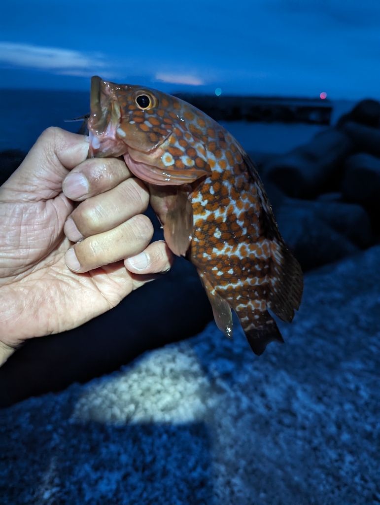 陸っぱり釣行記
