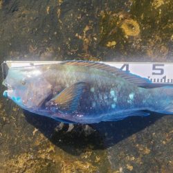 和歌山市江(吉丸渡船)でグレ釣り