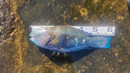 和歌山市江(吉丸渡船)でグレ釣り