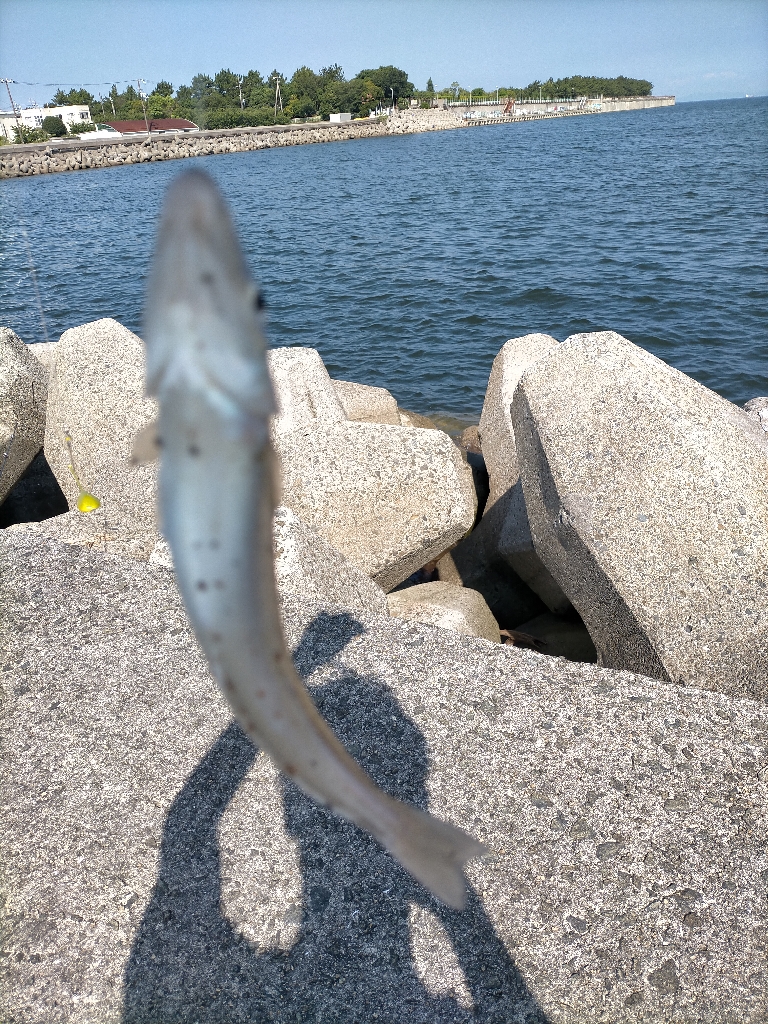 ハゼが多めでした！