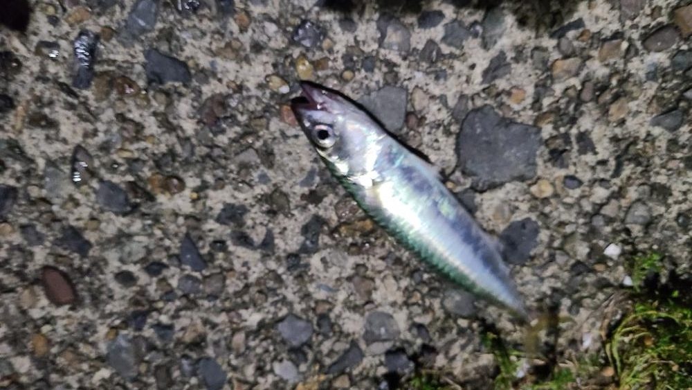 久しぶりのサバ